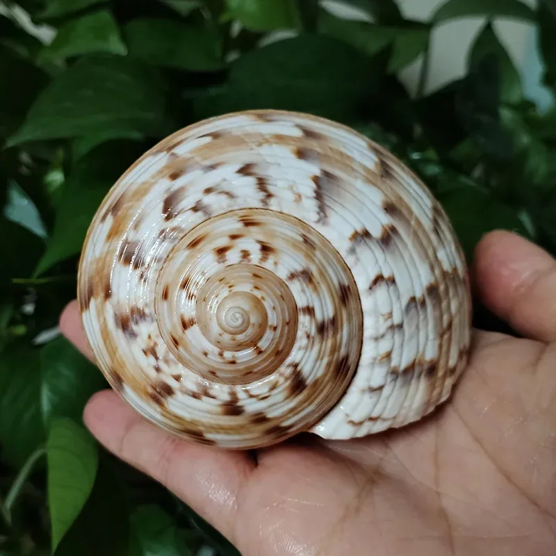 9-10CM Natural Partridge Tun Seashell Aquarium Ornament - Tonna Dolium Shell for Fish Tank Decor, Nautical Marine Style