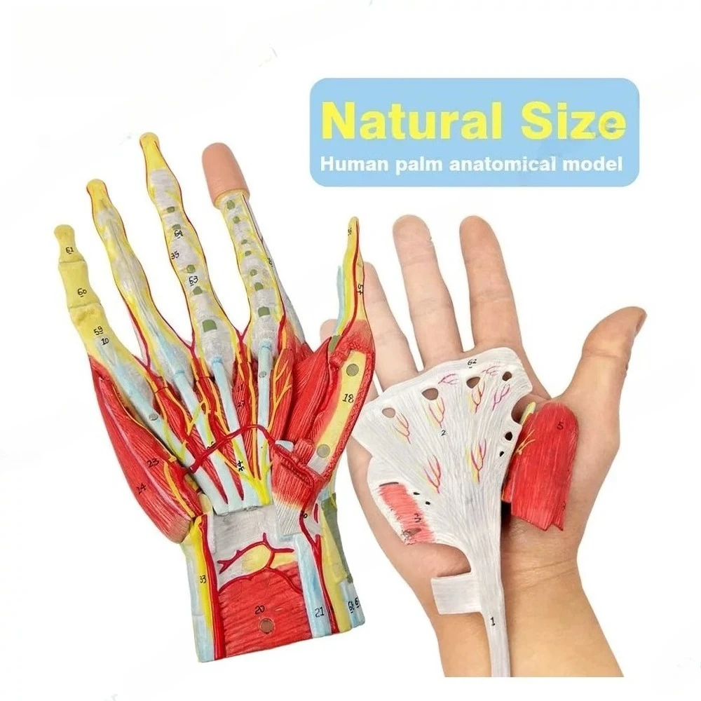Hand Palm Local Anatomy Model, Minimally Invasive Surgery Teaching Model