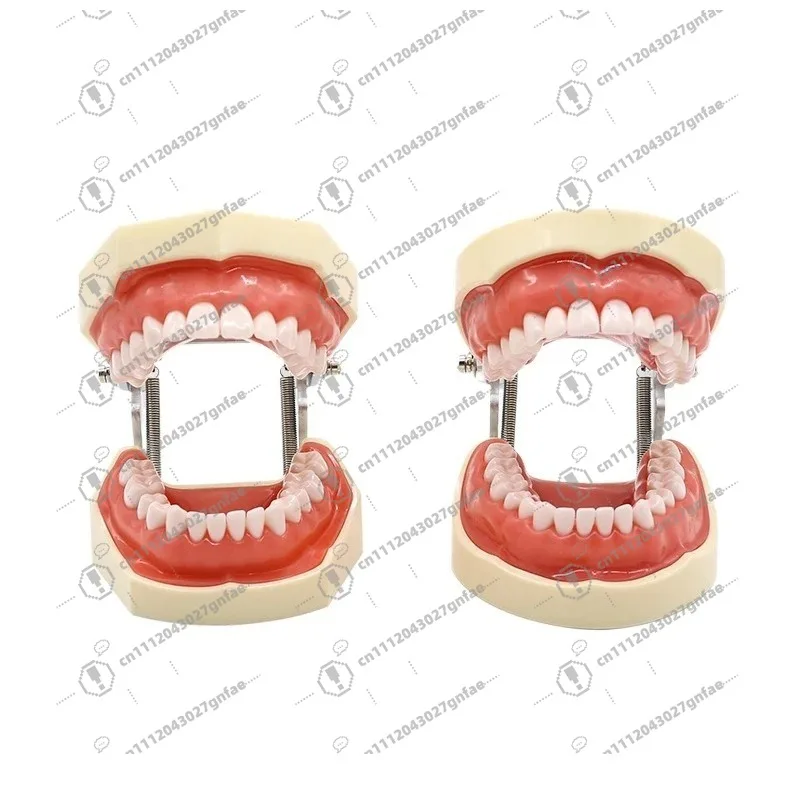 28 32 Oral Dental Teeth Model Preparation Practice Soft Gums Removable Oral Teaching