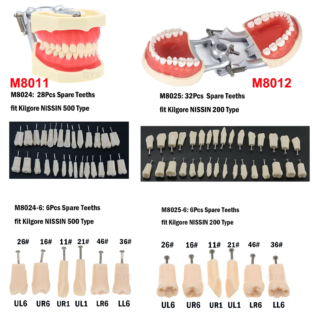 Dental Model Teeth For Preparation Single Tooth Model Fit Kilgore NISSIN 200/500 Type Dentist Teaching Studying Models Resin