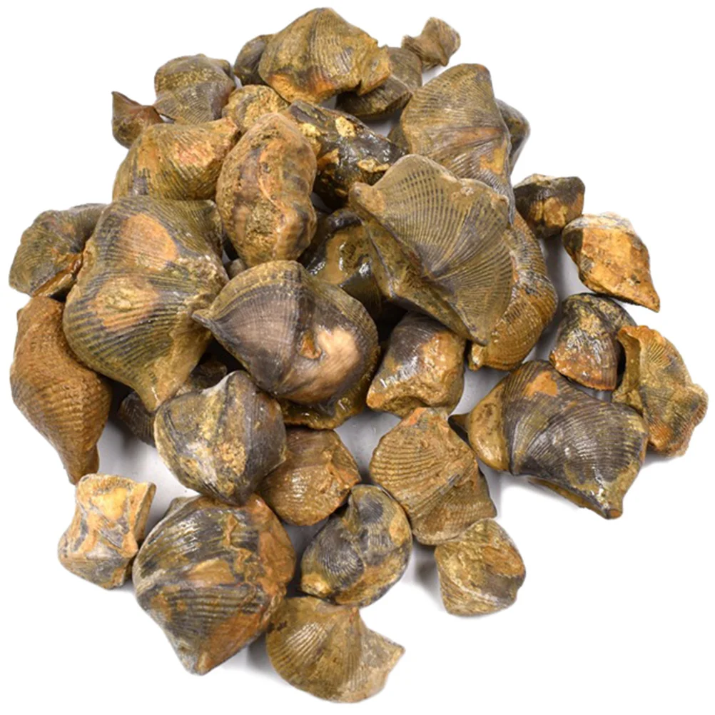 

Brachiopod Specimen Stone Collections Kids Desktop Ornament Teaching Tool Paleontology Sample Decor Home Stones Crystals