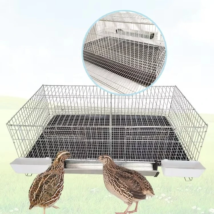 A complete set of automatic manure removal, egg rolling, chick breeding, quail cage for egg laying