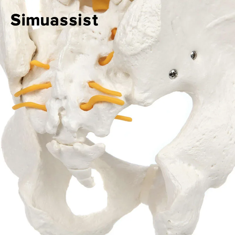 Modelo de columna vertebral de tamaño real con nervios, vértebras, venas, columna Lumbar, Pelvis masculina, incluye soporte duradero, 85cm