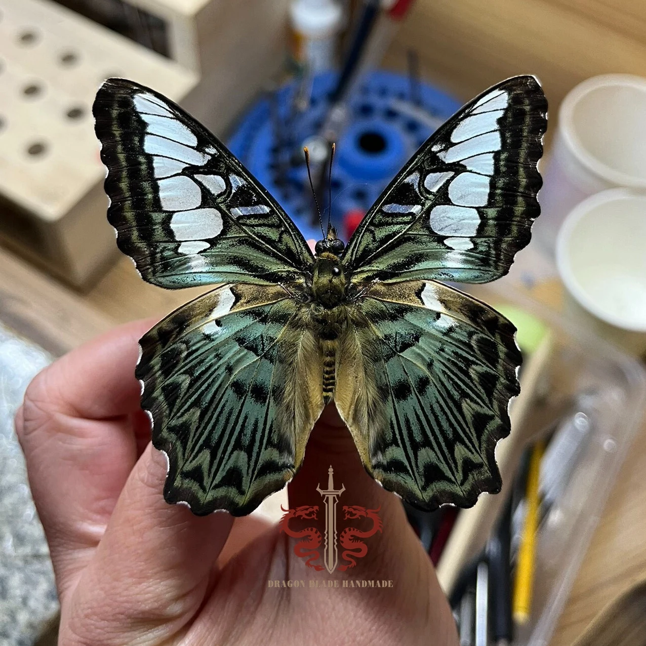 Butterfly specimen Parthenos sylvia, 1pc wings spread A1/A- high quality, Decorative Display Collection Gifts