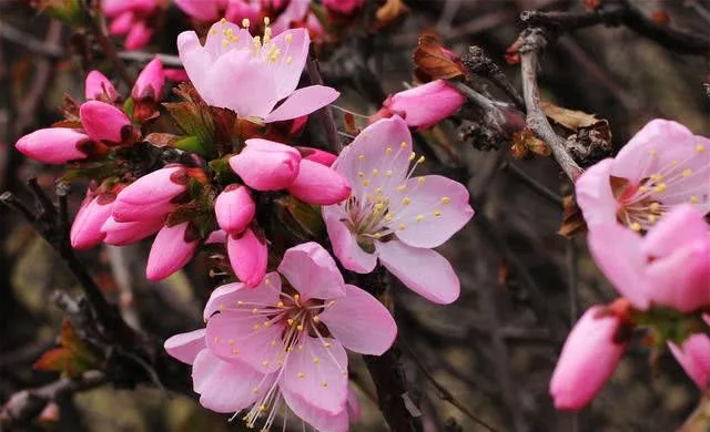 

RC регулируемая цепь задней вилки и поворотного рычага электромотоцикла LOSI 1/4 Promoto-MX, LOS264000