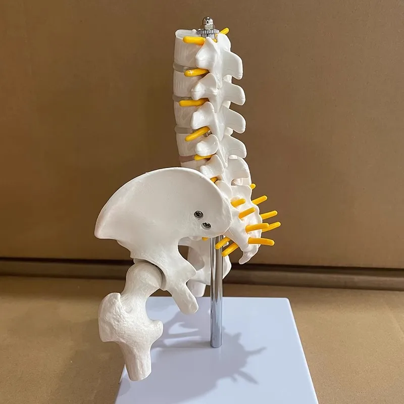 Life Size Human Pelvic With Five Lumbar Vertebrae and Femur Model  Spinal Column Spine Model Skeleton Anatomy Science Supplies