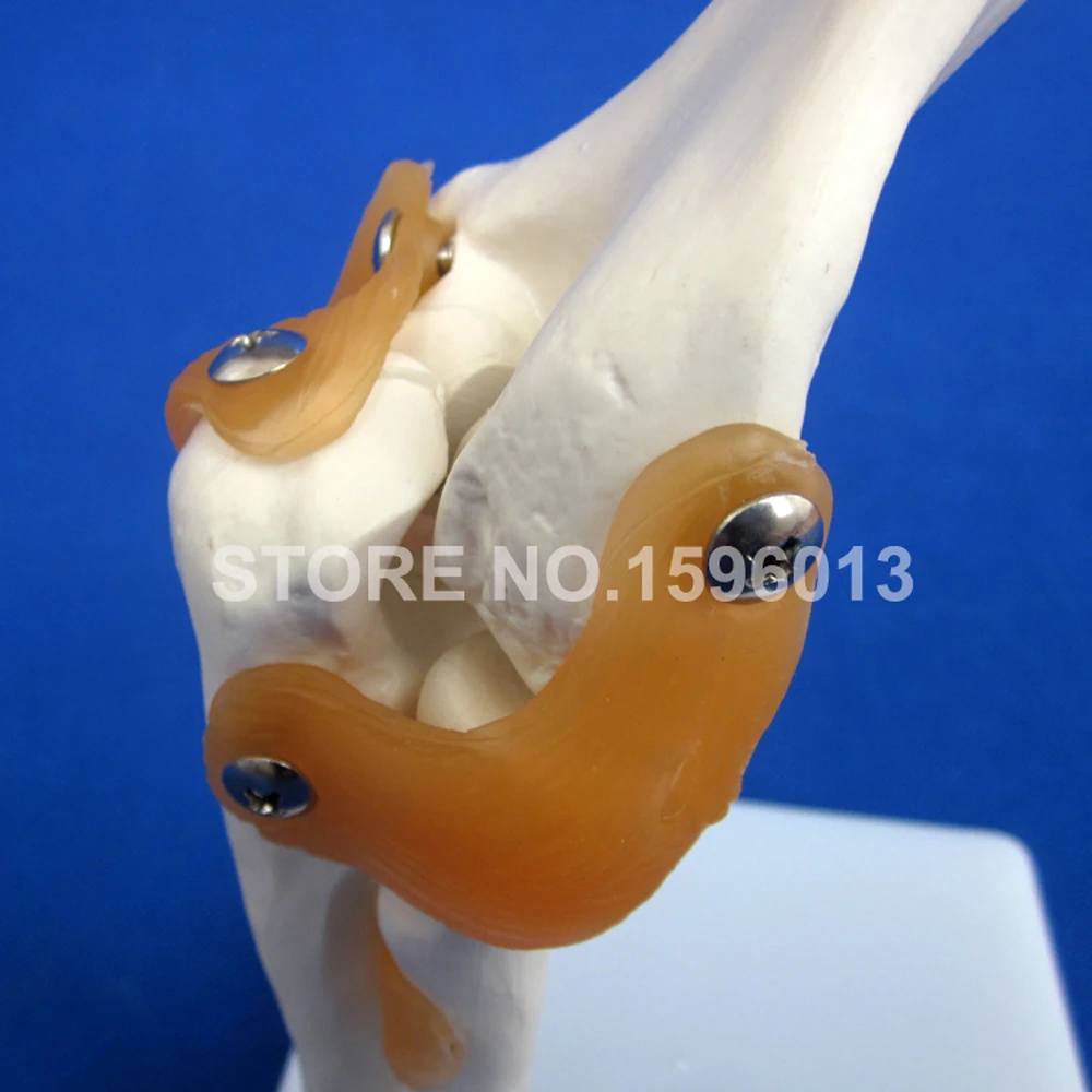 HOT Life-Size Elbow Joint Model, Bone with Ligament Anatomical Teaching Demonstration Simulator