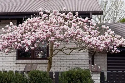 

Carbon Fiber ST/TH Servo Mount Plate TO-266-MP11 for Kyosho MP11 RC Car Upgrade Parts Accessories