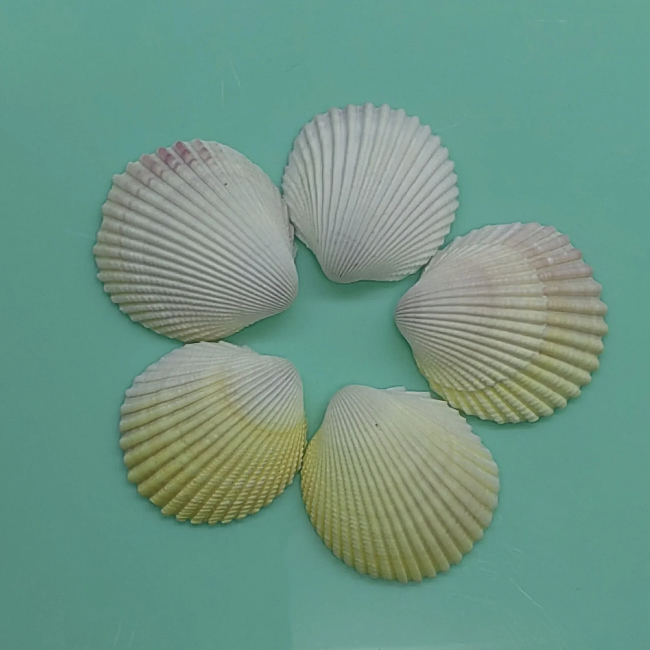 Natural Queen's Flower Scallop Seashell Rare Sea Shells Conch  Accessories Aquarium Decoration Shell Decoration Crafts