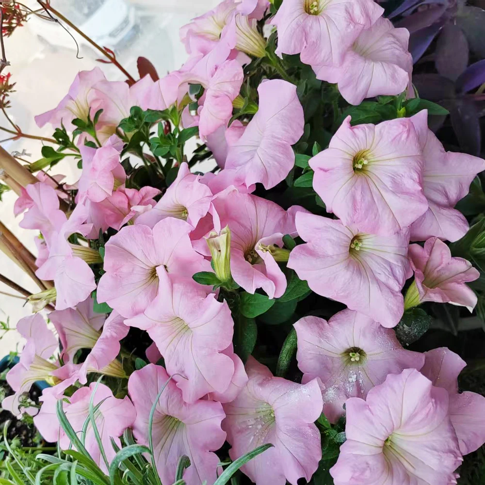 30 جرام Beauveria الأسمدة الميكروبية الأسمدة القابلة للذوبان في الماء بالكامل وكيل أغذية النباتات حماية النباتات لمزرعة الحديقة #5