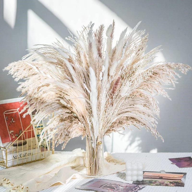 60-100PCS ธรรมชาติแห้ง Pampas - Dried Flower Bulk บทวิจารณ์และราคา