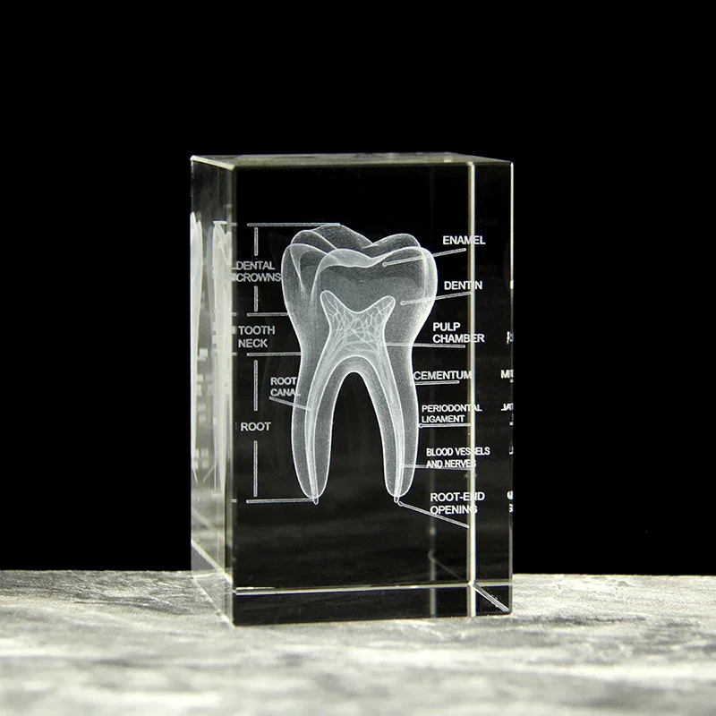 3D Crystal Teeth Cube Anatomy Model Home Decoration Craft Gifts Stomatological Dental Hospital School Souvenirs