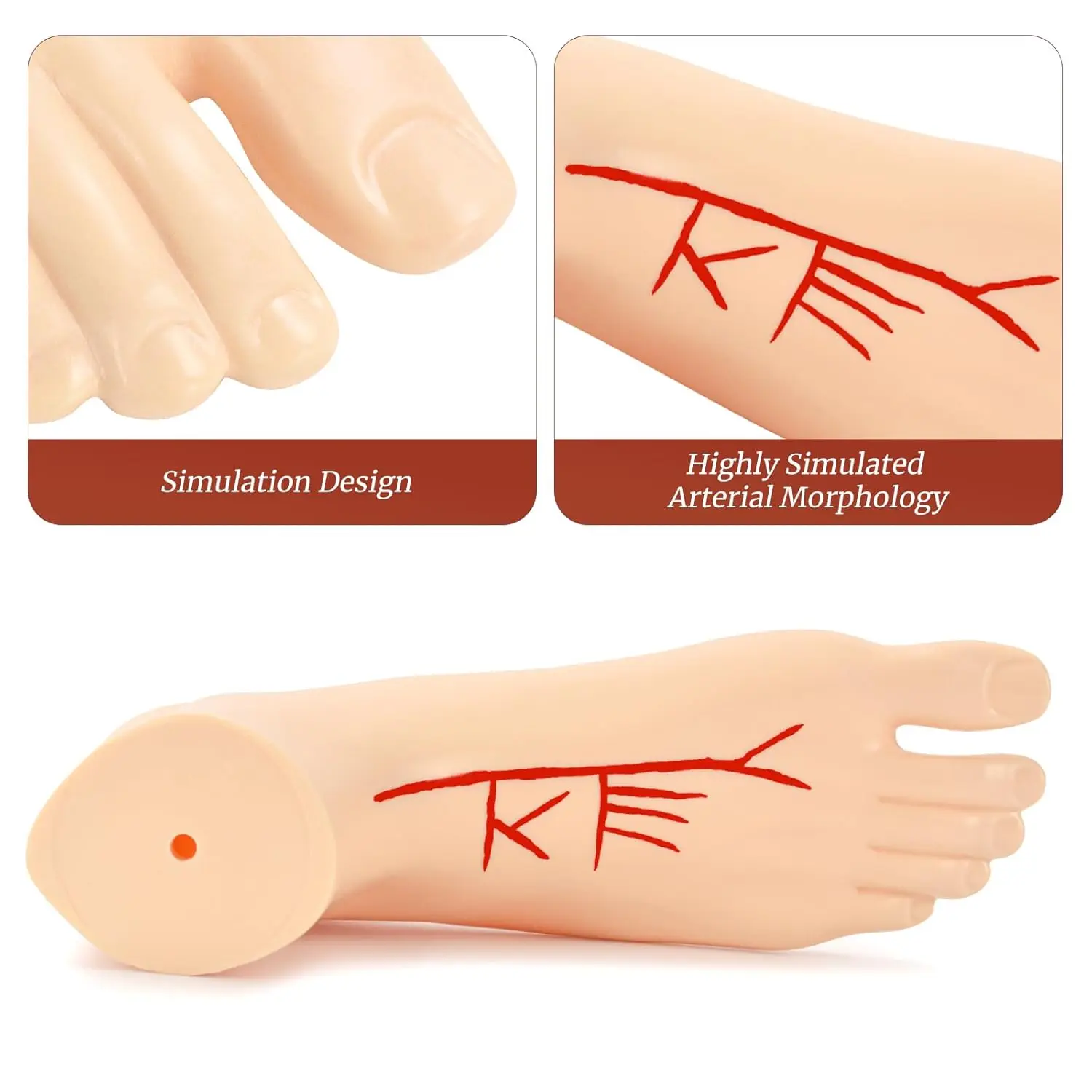 Ultrassist Human Foot Vascular Arterial Anatomy Model Life Size PVC Anatomical Structure for Medical Student Class Education