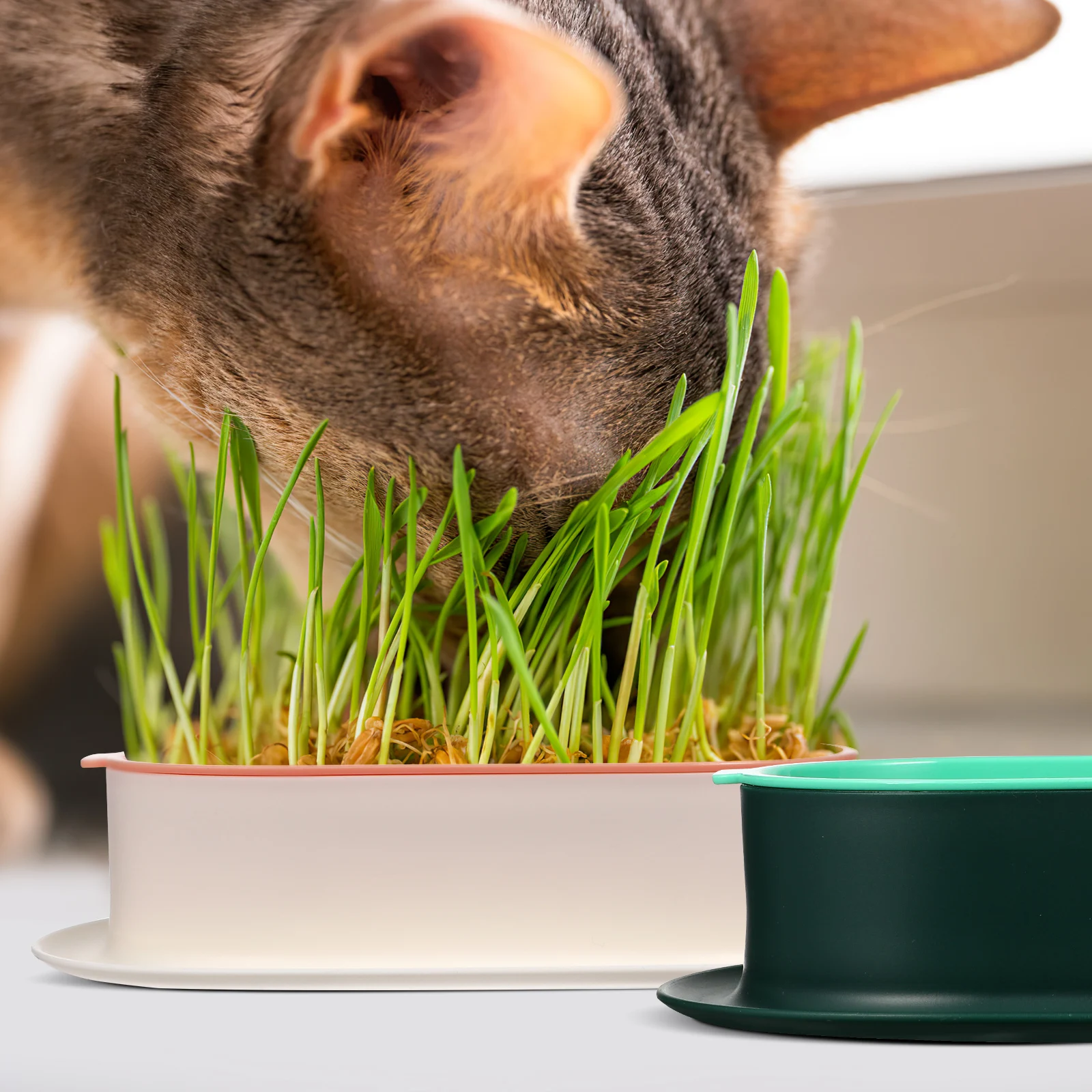 3pcs Cat Grass Pot Set Soilless Hydroponic Box Practical Home Use Large Capacity Water Storage Durable Plastic Planter