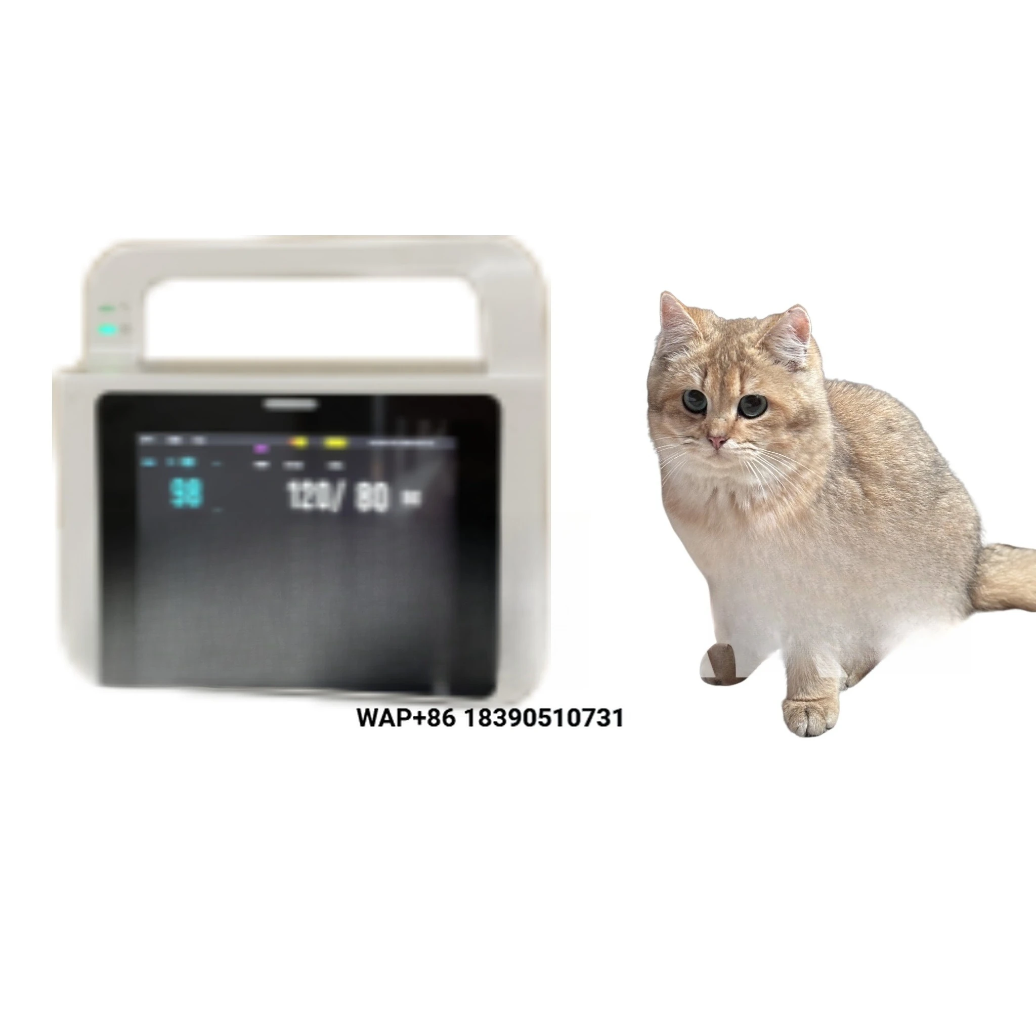 Animal hospital doctors use veterinary diagnostic equipment monitors