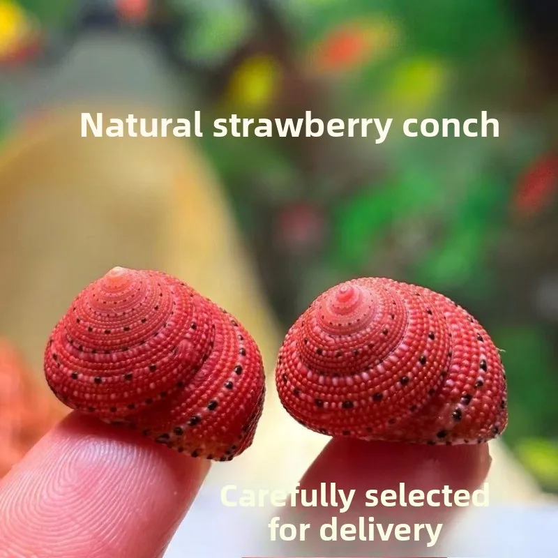 Natural Strawberry Top Shell, Hermit Crab Replacement Shell, DIY Shell Art, Fridge Magnet, Travel Souvenir Gift