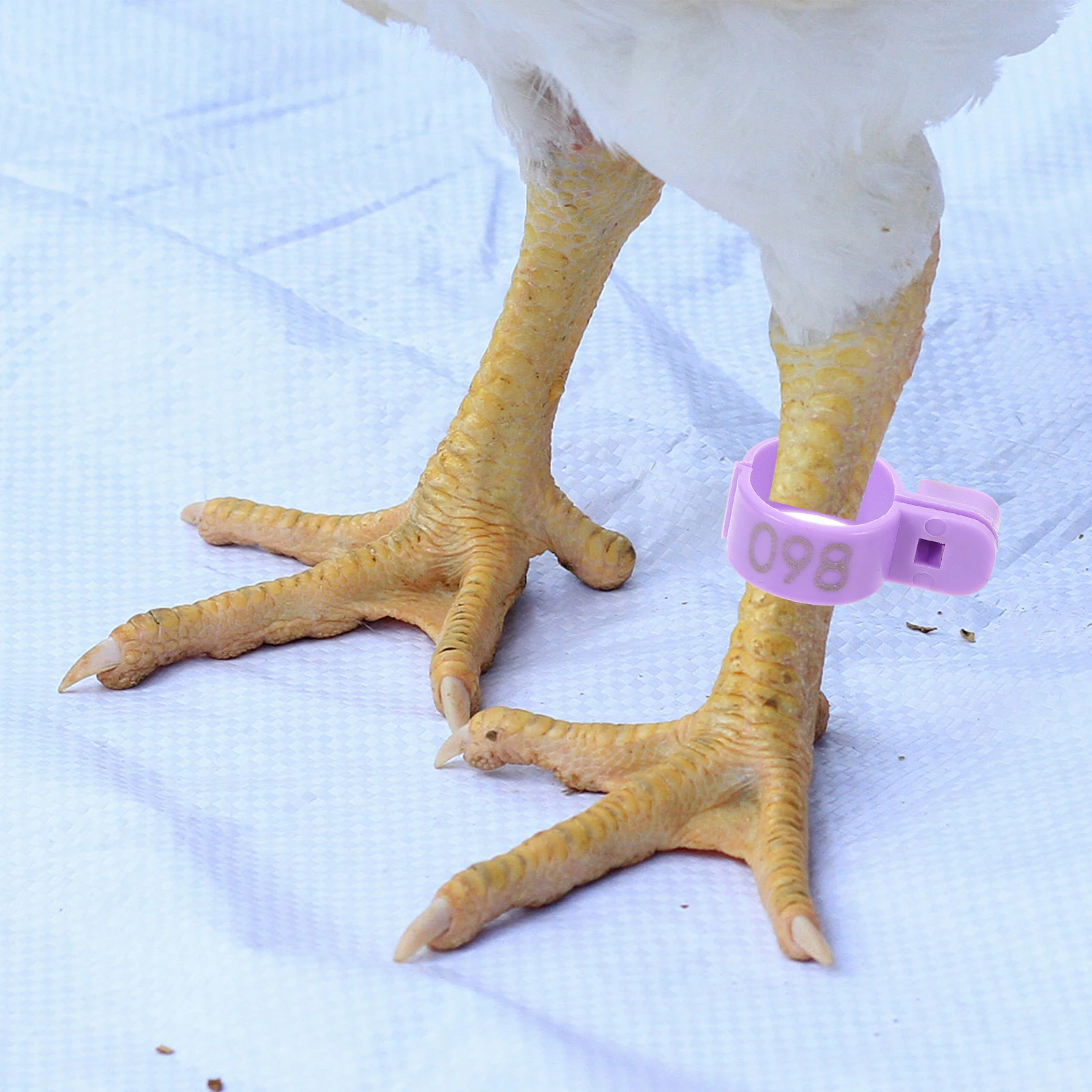 

100Pcs Poultry Feet Plastic Chicken Leg Bands for Breeding Identification Poultry Leg Marking Accessories