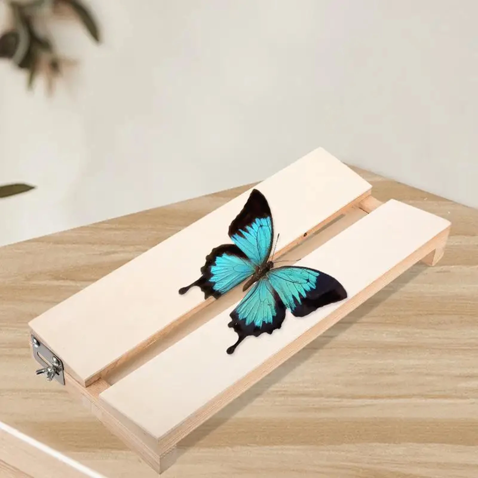 Butterfly Specimen Display Board Tool Insect Supplies Butterflies Spreading Adjustable Insect Mounting Spreading Board