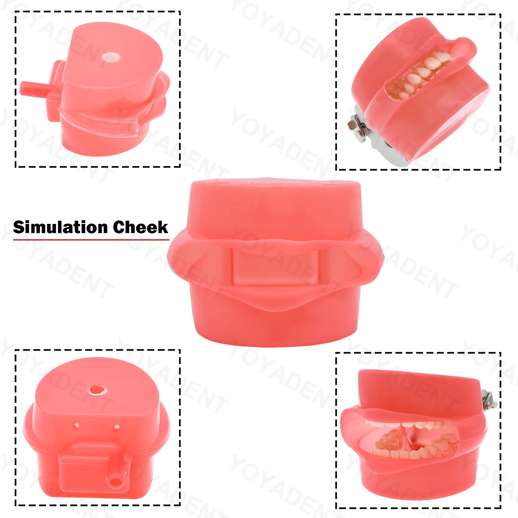 Dental Teaching Model Removable Tooth Model Simulated Cheek Doctor-Patient Communication Model Soft Gums Are Removable