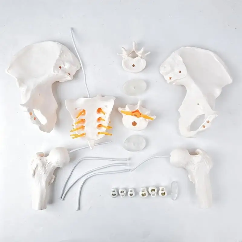 CORA Nerves Anatomical Model Anatomy Science Study Display Teaching Medicals Model