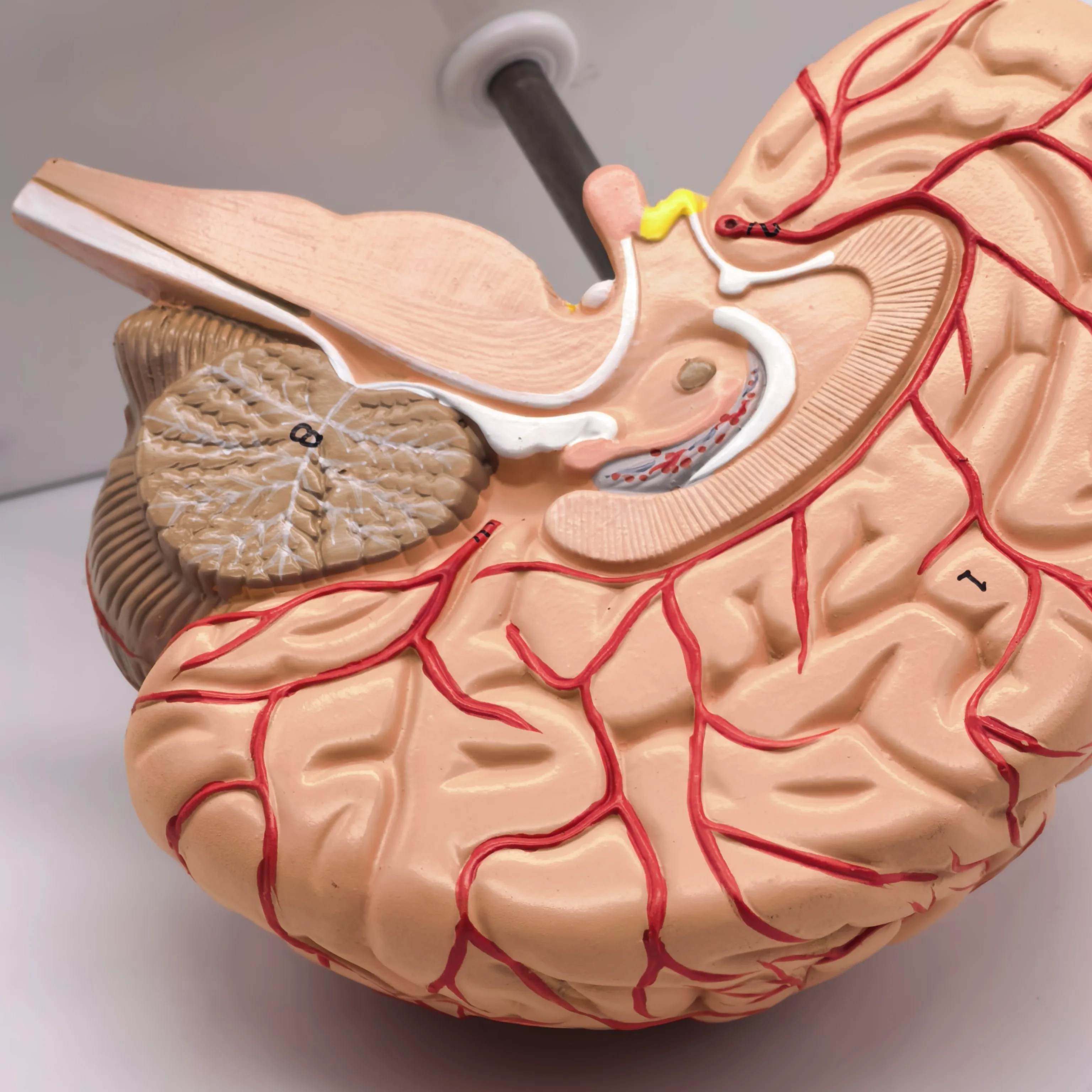 نموذج العرض الطبي للأوعية الدموية البشرية من مادة PVC، عينة فاخرة، مستلزمات العلوم الطبية #6