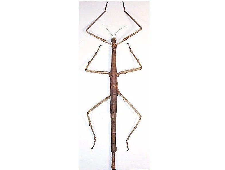 Thai Giant Mimic Bamboo Stick Insect Specimen Decoration Real Insect Display Research Photography Taxidermy