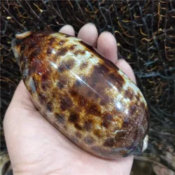 Natural Conch and Shell for Home Aquarium, DIY Fashion Collectibles, Cong Cloud Cowrie