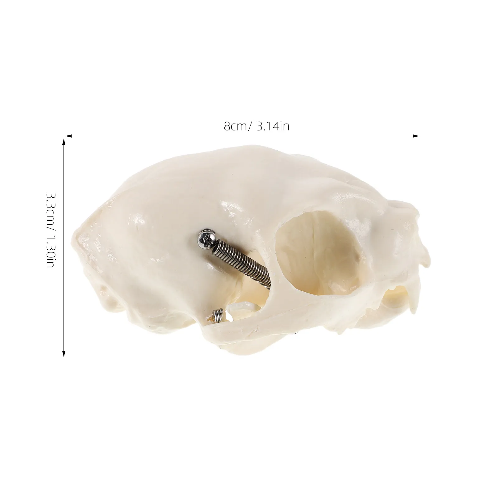 1pcs Cat Realistic Anatomical Skull Durable Educational Teaching Tool For Classroom Display Animal