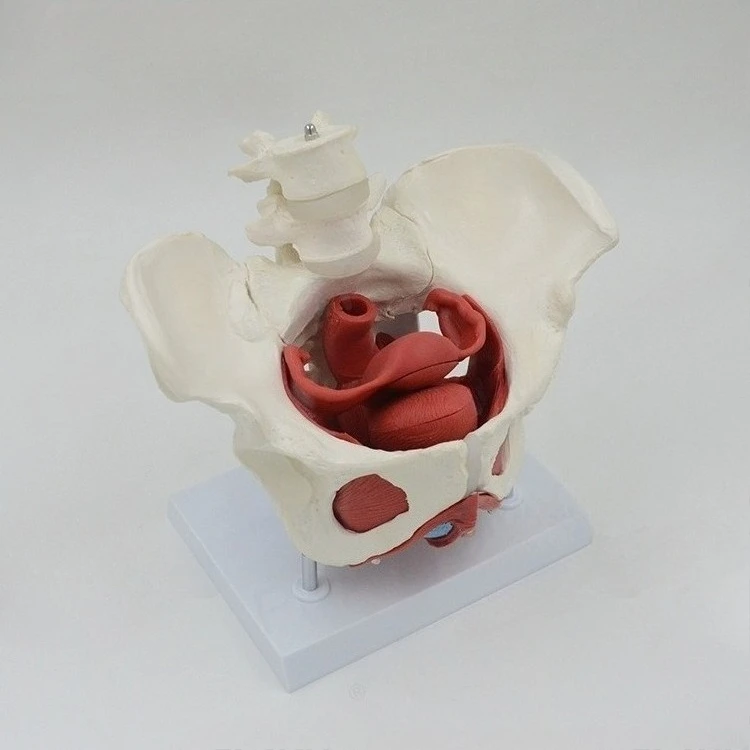 

Female pelvic floor muscle pelvic spine teaching mold