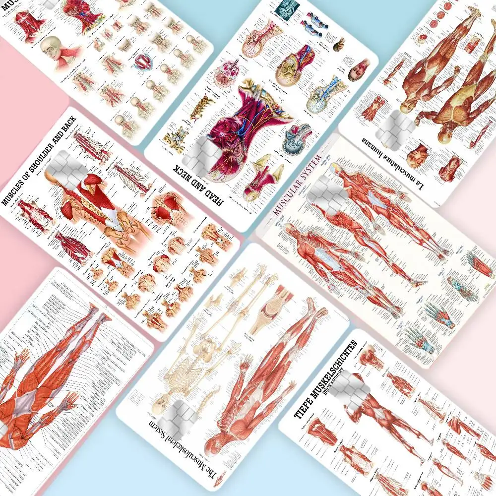 

Anatomy The Neck Muscles Head Face Muscles Overview Credit Card Skin Stickers For Bank Card Bus Metro Card Sticker Waterproof