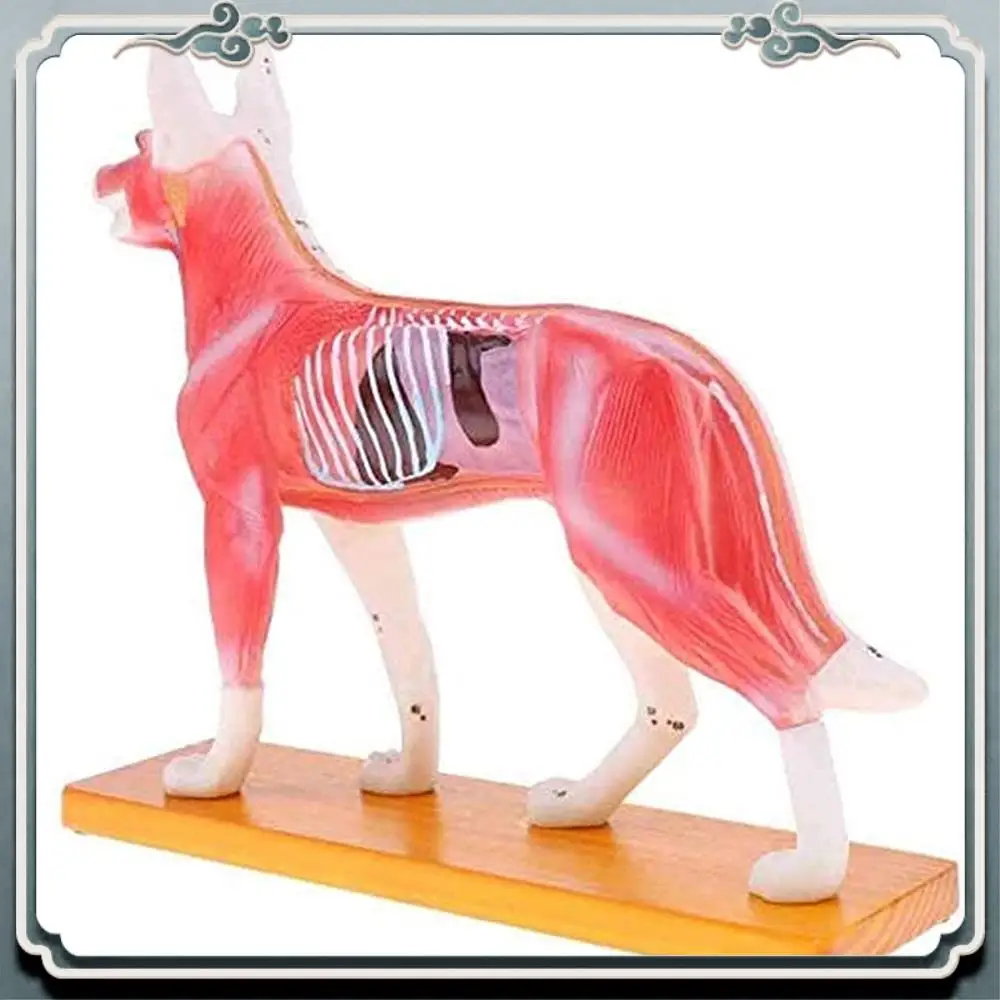 

Premium Anatomical Dog Model Acupuncture Anatomy Acupuncture Point Model Of The Dog Body With 72 Acupuncture Points Study Model