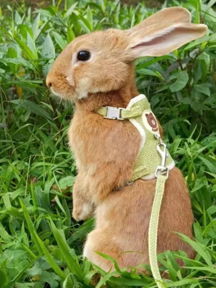 Ensemble harnais et laisse pour lapin mignon, accessoires pour animaux de compagnie, gilet, laisses pour la marche en plein air, fournitures pour animaux de compagnie, nouvelle collection