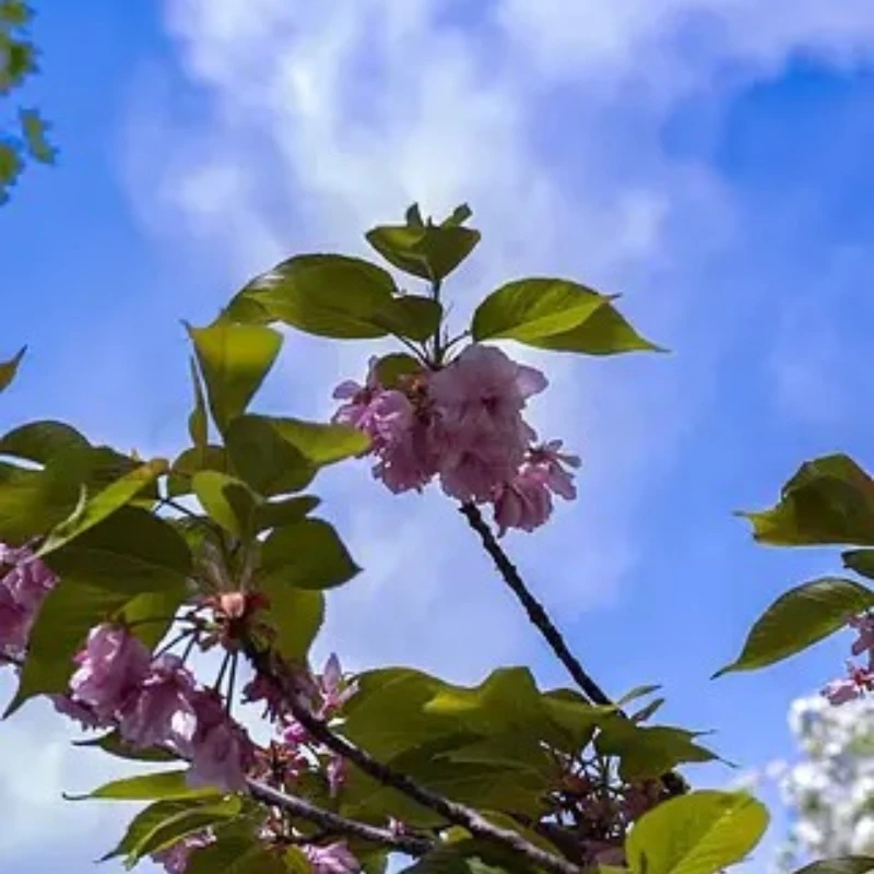 JX Servo PDI-HV7223MG 8.4V 23KG Metal Gear ad alta precisione Full CNC guscio in alluminio HV Digital Coreless Servo standard per auto RC