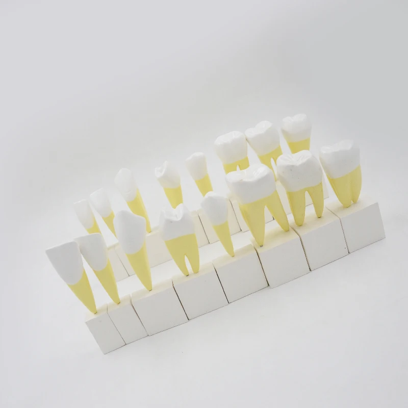 Enlarged Permanent Teeth Model Set of 16 Pieces Incisors Canines Premolars And Molars Oral Cavity Model Dental Used Education