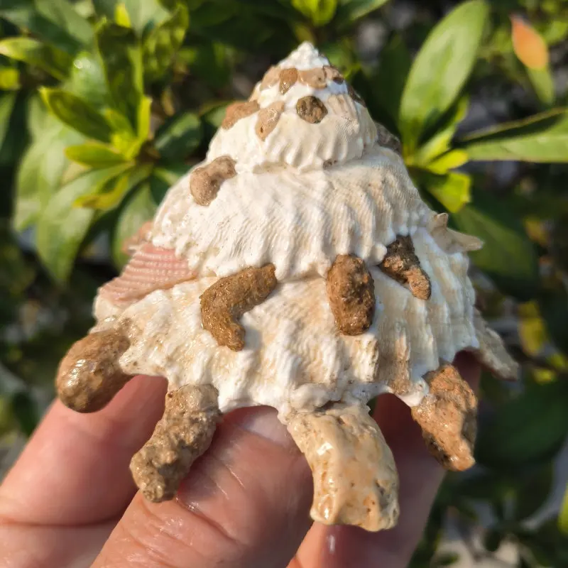 7-9CM Genuine Pallid Carrier Shell Xenophora Pallidula Sea Shells Ocean Conch for Fish Tank Decorating Beach Collection Crafts