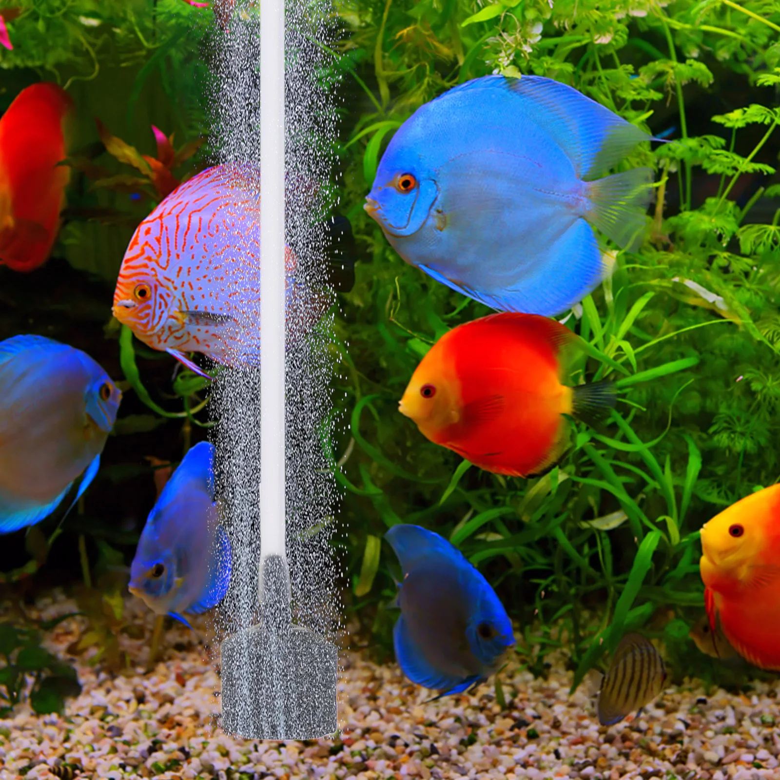 

1 set Silent Mini Small White for Fish Tank Aquarium Aerator Home Use Fish Tank Bubbler Usb Oxygen Pump Air Pump Pet Supplies