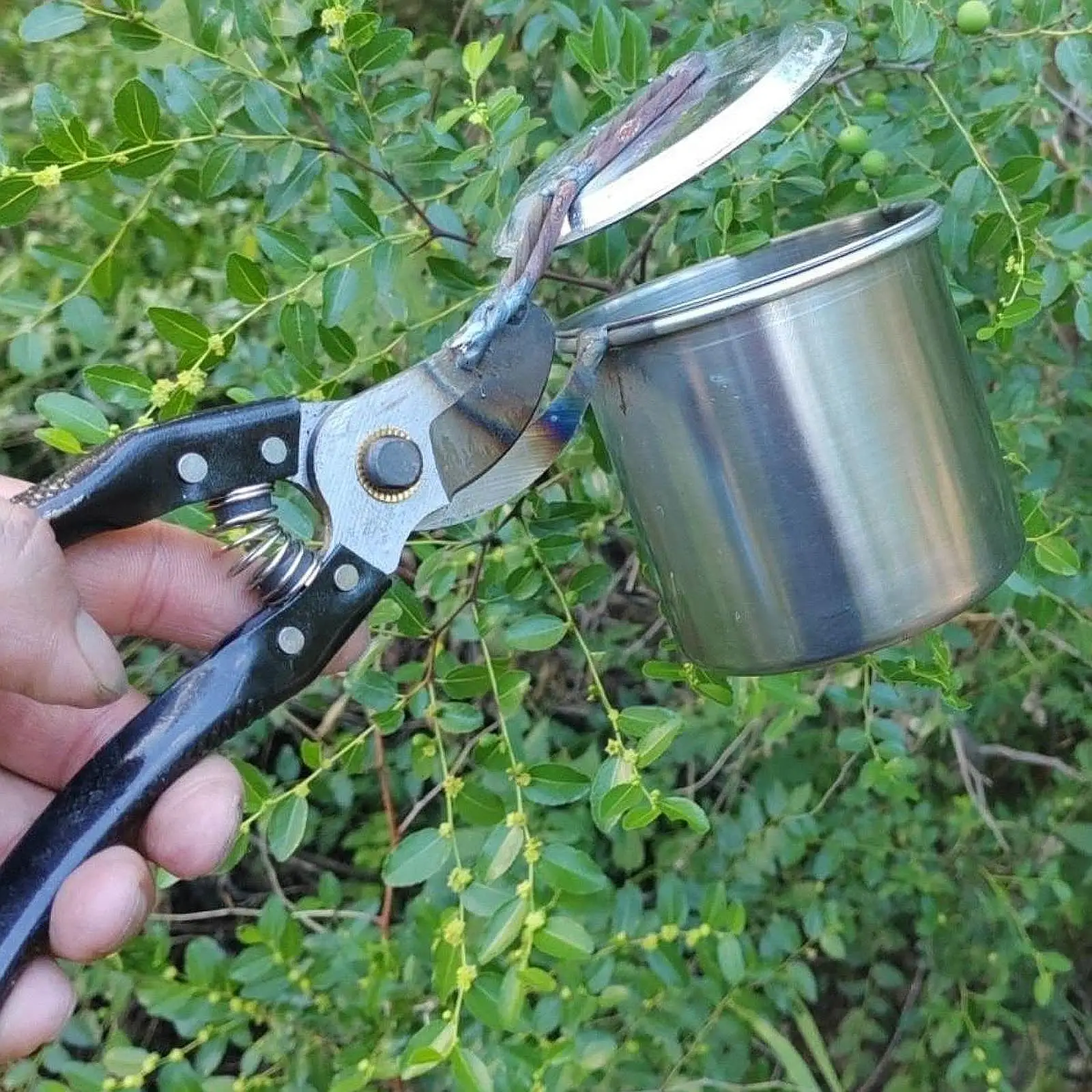 Raccoglitrice di frutta versatile pratica manuale in acciaio inossidabile per giardino agricolo