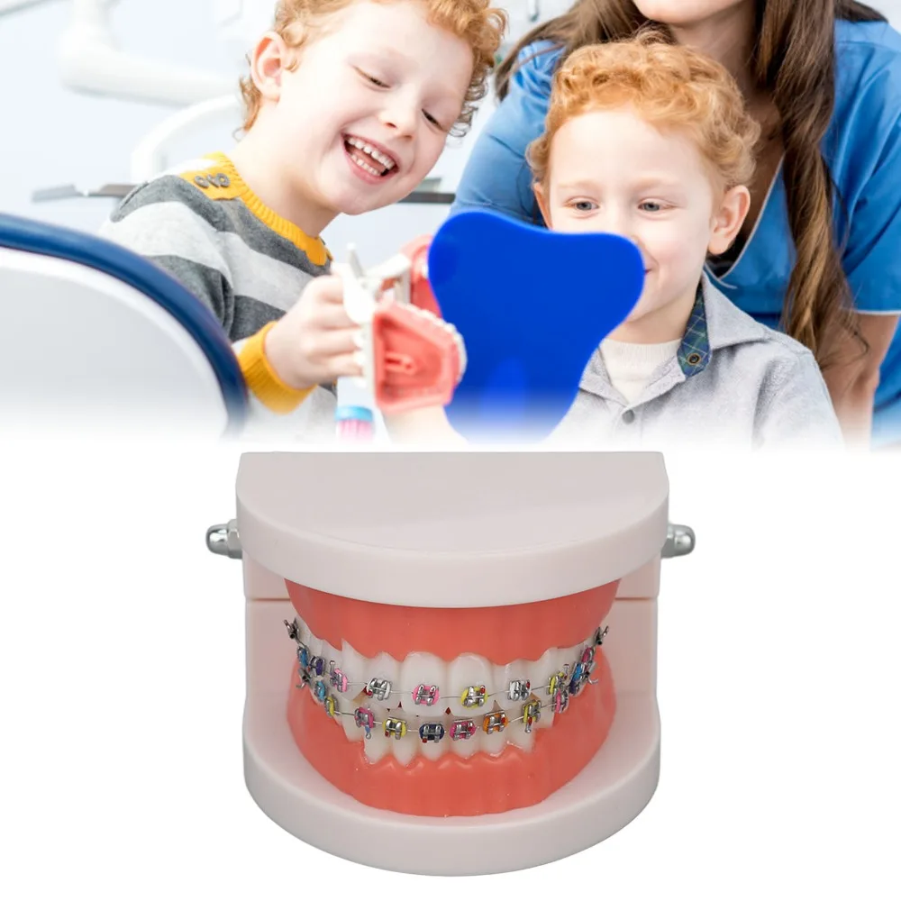Standard Dental Typodont Teeth Model Demonstration Adult Typodont Standard Teaching Model Adult Typodont Model