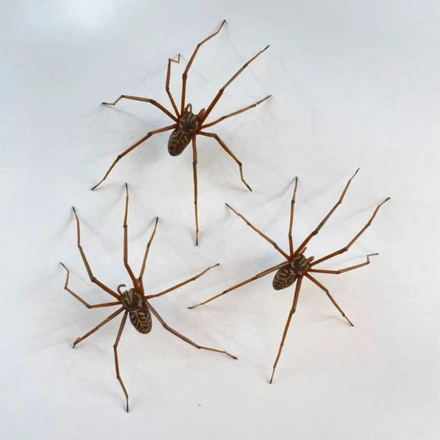 Realistic spider earrings clearance