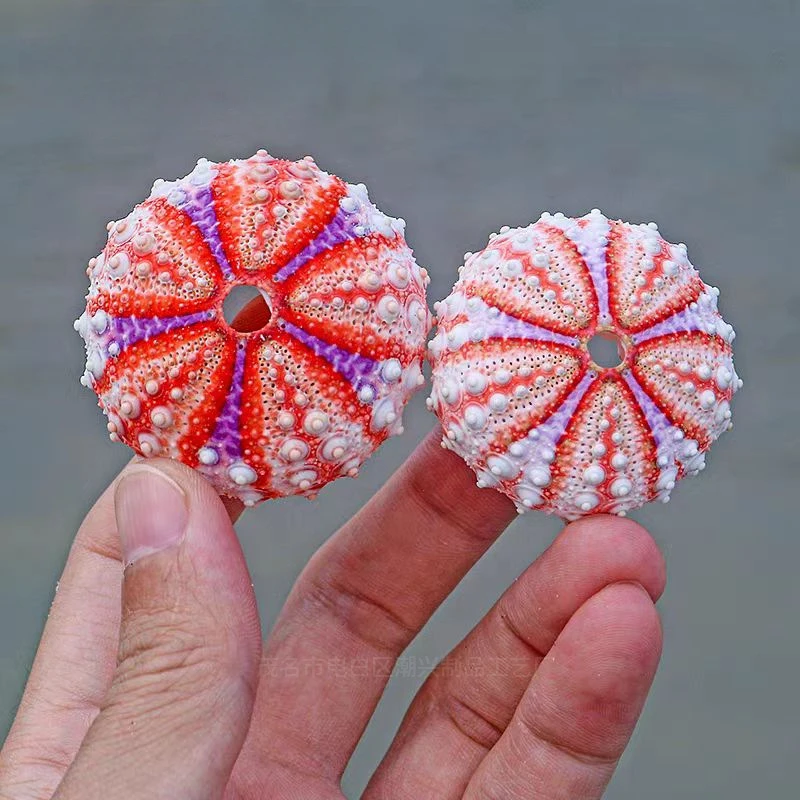 

Natural Medal Sea Urchin Shell Seashell Rare Sea Shells Home Decoration Accessories Aquarium Decoration Shell Decoration Crafts