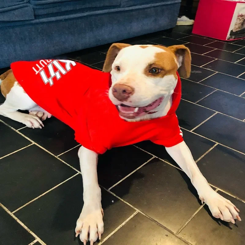 كلاب كبيرة ومتوسطة وصغيرة، ملابس مخملية دافئة للحيوانات الأليفة، ملابس للكلاب، سترات للكلاب، سترات للكلاب، كلاب كبيرة