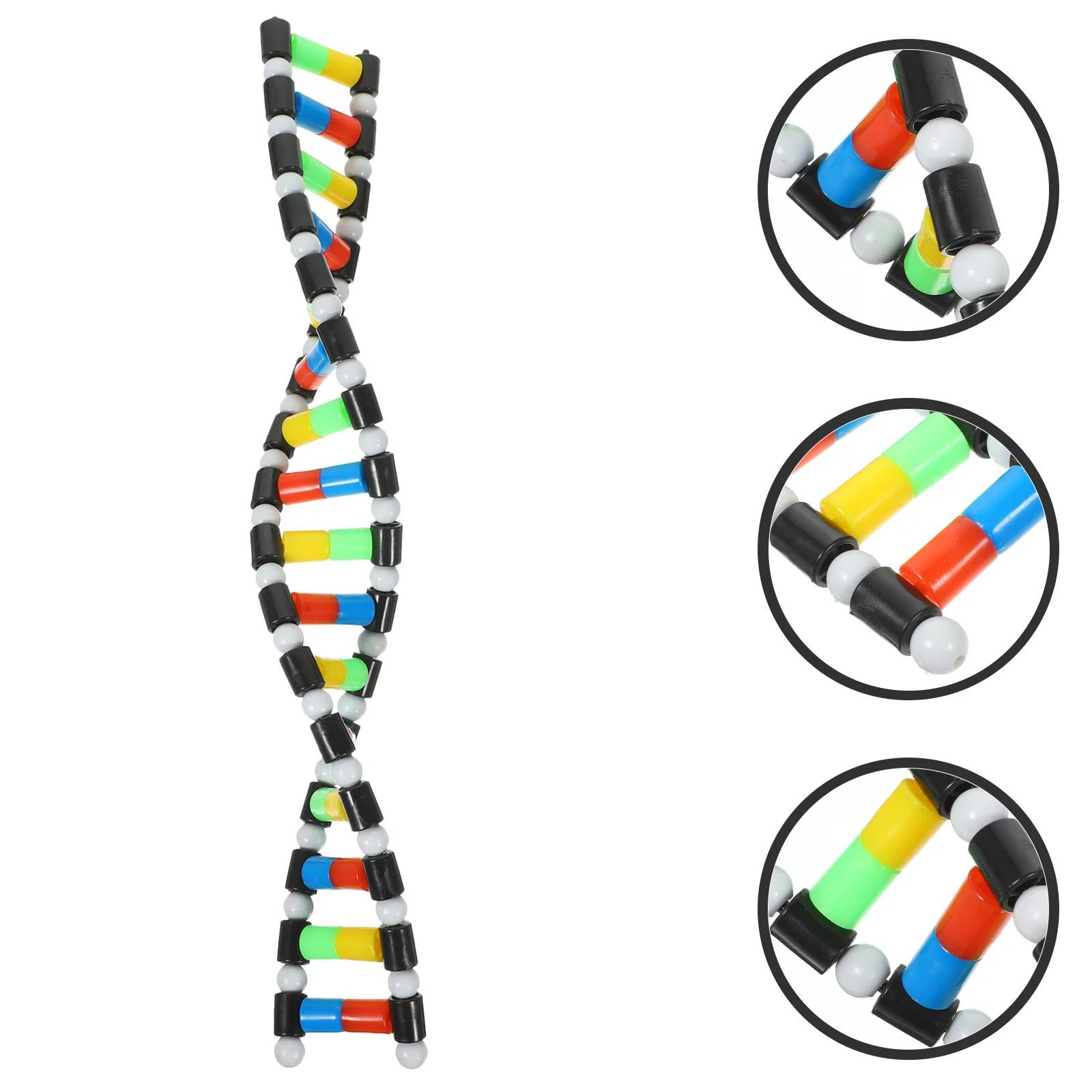 Double Helix Model Class Kid Alpha Models Toy Dna Kit for Classroom Science Decor Detachable Child