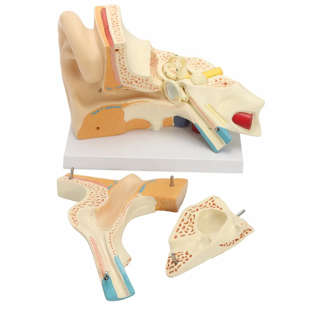 Human Ear Anatomical Anatomy 5 Times Enlarged Teaching Model