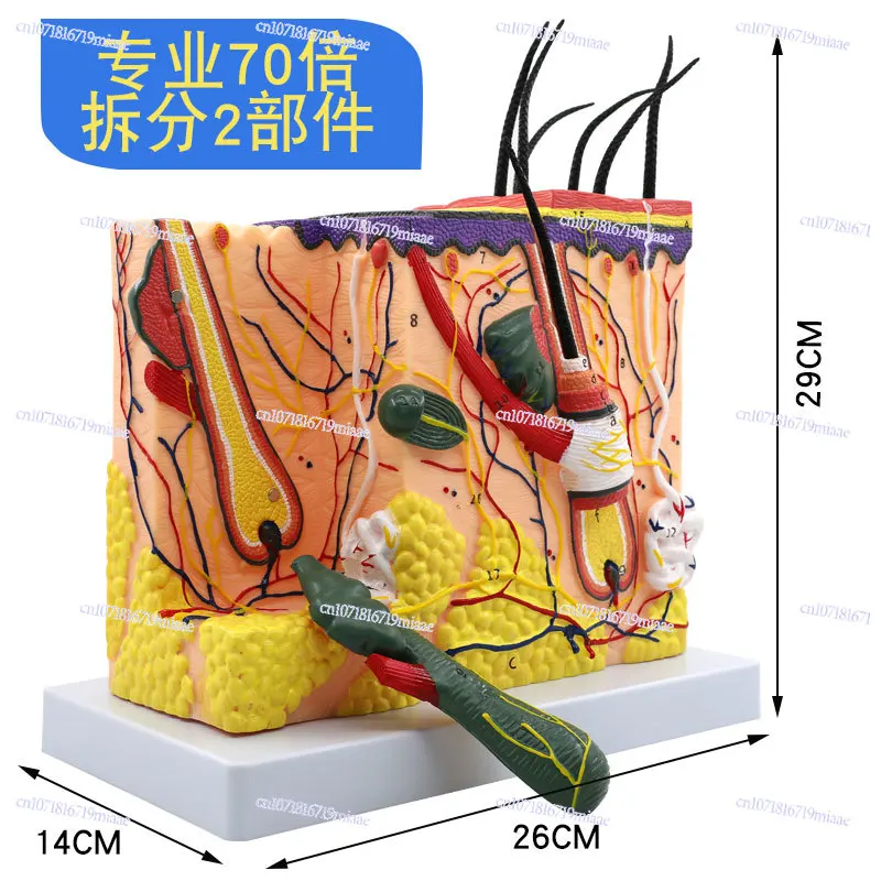 

70 Times Human Skin Tissue Structure Enlarged Anatomical Model Medical Aesthetic Plastic Three-dimensional Skin Model