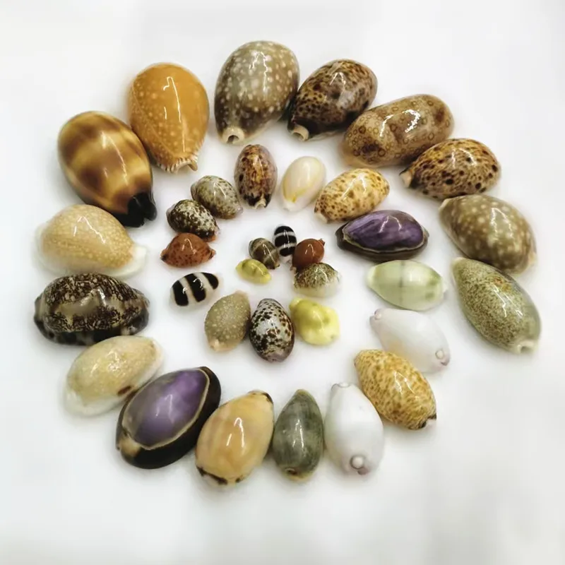 12PCS Natural Snail Conch Seashell Rare Sea Shells Home Decoration Accessories Aquarium Decoration Shell Decoration Crafts