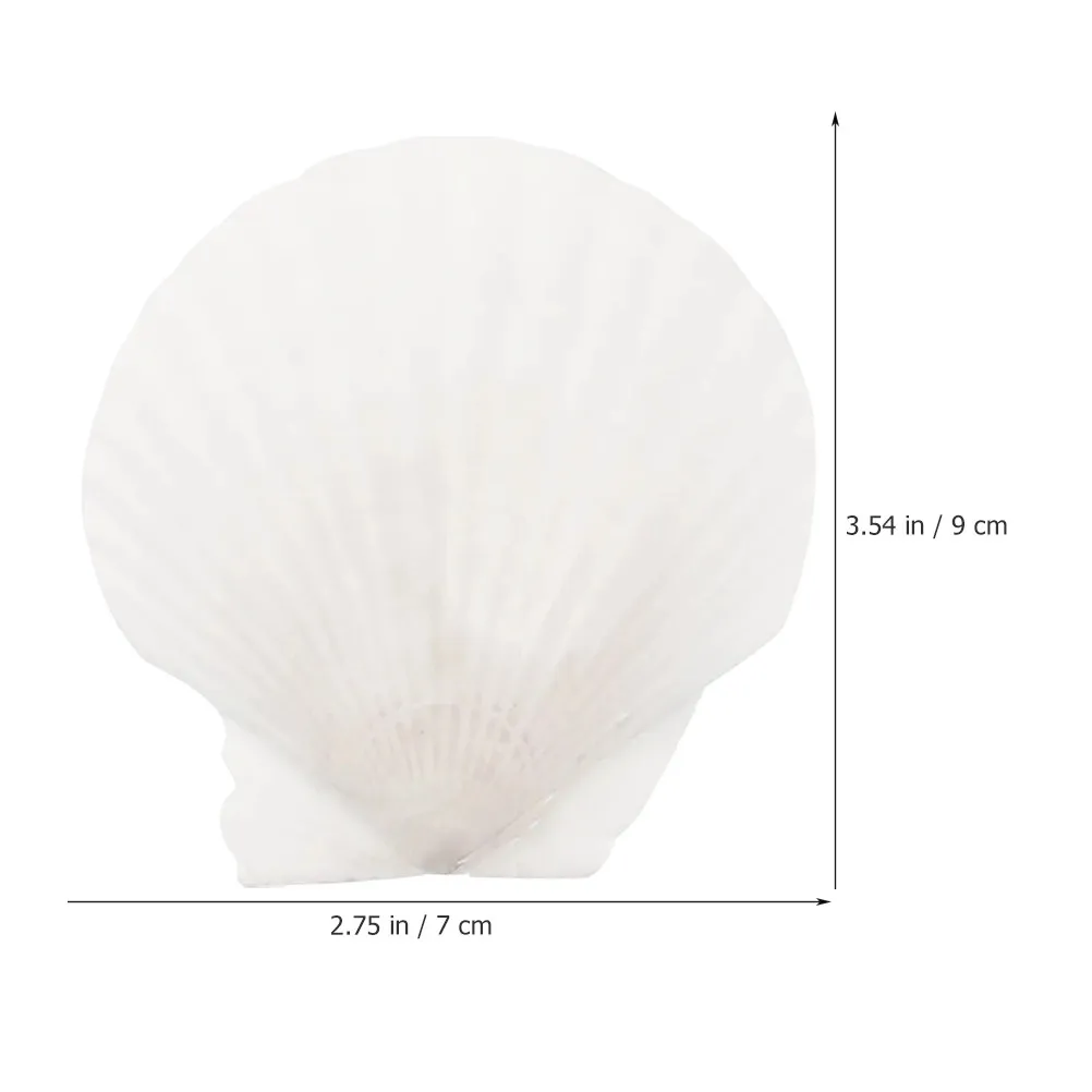 Natural Scallop Sea Shells 16Pcs for DIY Crafts Flowerpot Landscaping Desktop Coastal Decor