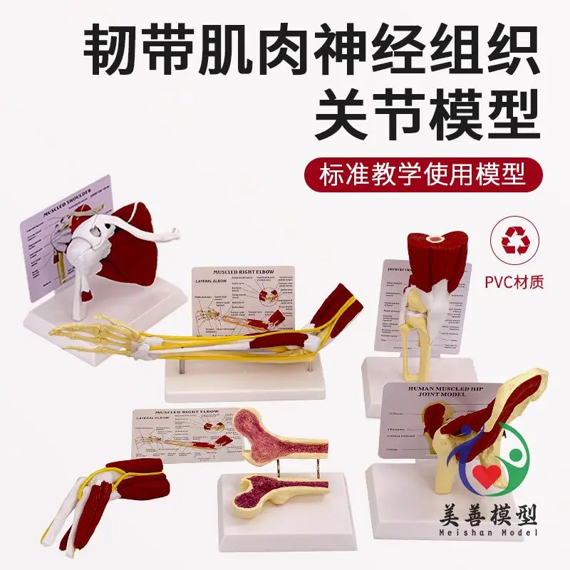 

Модель мышц прикрепленного сустава человека, глиномеральная акромеликулярная акуромолликулярная структура, мышцы колена