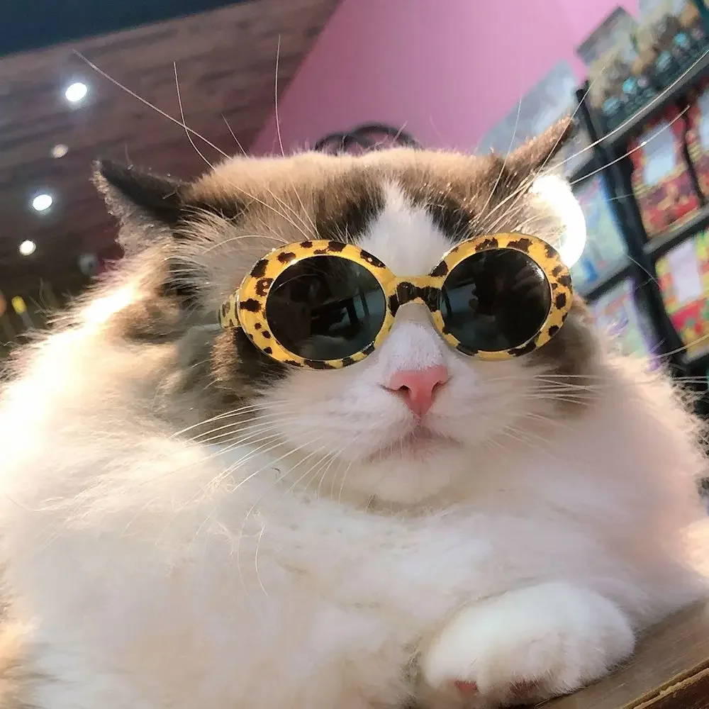 1pcs Round Plastic Pet Accessoires Glasses Photos Props Pet Products Cat Eye-Wear Cat Glasses Pets Party Decor Cat Sunglasses