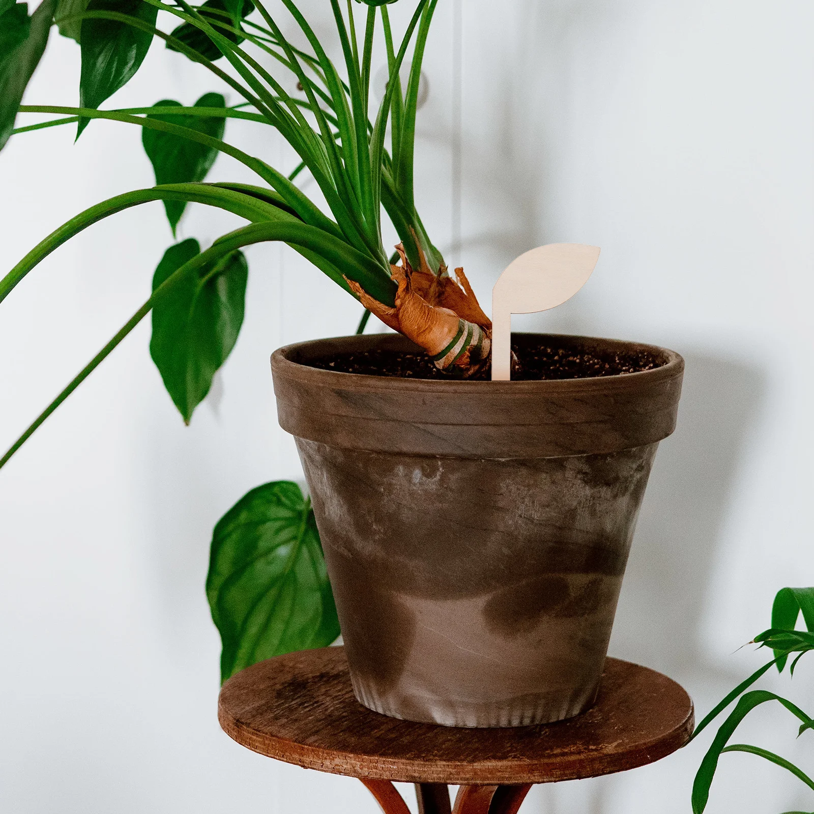 

80 шт. деревянные садовые маркеры, мини-знаки с растениями для использования в помещении и на открытом воздухе, идентификационные бирки для сочных цветов, маркер для сада растений