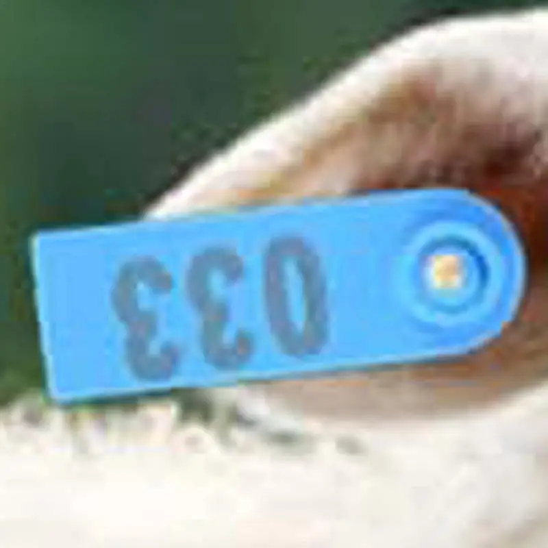 Livestock Ear Tags 100PCS Ear Tags With Numbers Livestock Tagging Tool Wear-Resistant Animal Identification Tags Cow Ear Tags